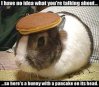 pancake_bunny.jpg