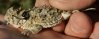 Federal_horned_toad_pic_crop.jpg