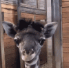 Resized_529223bf-69cc-40fb-a9e2-c40525ec1e76_64499737471123.gif
