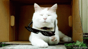 65323-Deal-with-it-cat-gif-Imgur-GRHo_zpsswuxeebe.gif