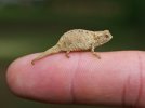 pygmy-chameleon-care.jpg