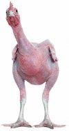 featherless-chicken (1).jpeg