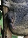 baby-koala-in-pouch.jpg