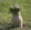 sized_prairie-dog-grass-P1210941.jpg