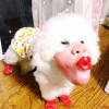 pouty-lips-creepy-human-face-masks-dog-muzzles-amazon.png