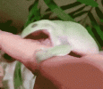 frog-eating-finger-tumblr-size.gif