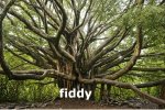 treefiddy.jpg