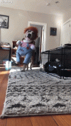 643D7A54-210F-4468-ADC7-E7B7B328F1F2.gif