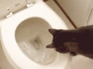 cat flush.gif