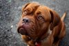 doguedebordeaux.jpg