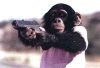 Monkey_with_a_gun.jpg