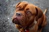 doguedebordeaux.jpg