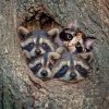 Raccoon.jpg