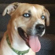 HuskyLab