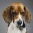 EvilBeagle74